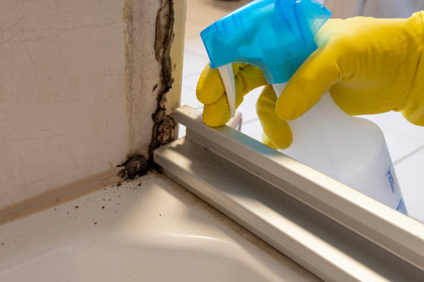 Best Certified Mold Removal  in Brimfield, OH