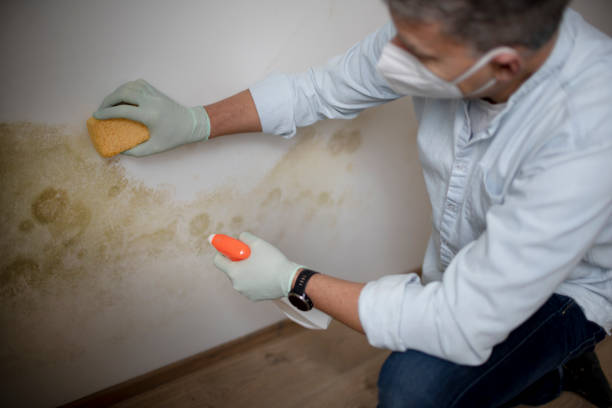 Best Mold Inspection  in Brimfield, OH