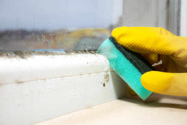 Best Commercial Mold Removal  in Brimfield, OH