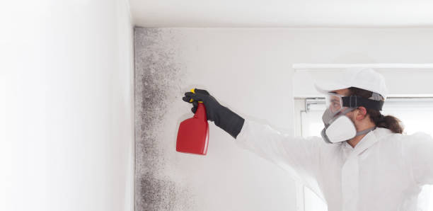 Best Fast Mold Removal  in Brimfield, OH