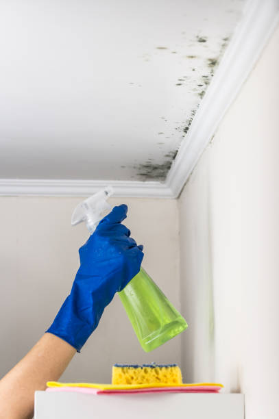 Mold Removal and Inspection in Brimfield, OH